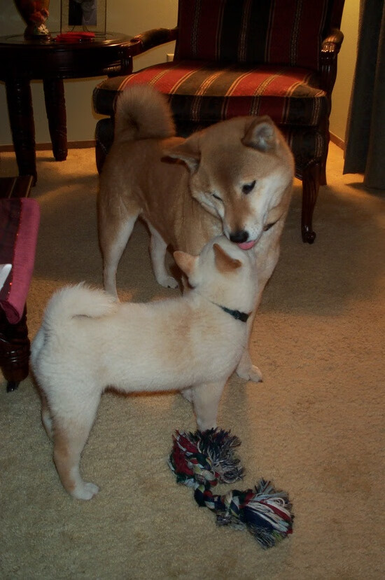 浓眉完美发挥定乾坤，公牛力克上海队展现唯一性