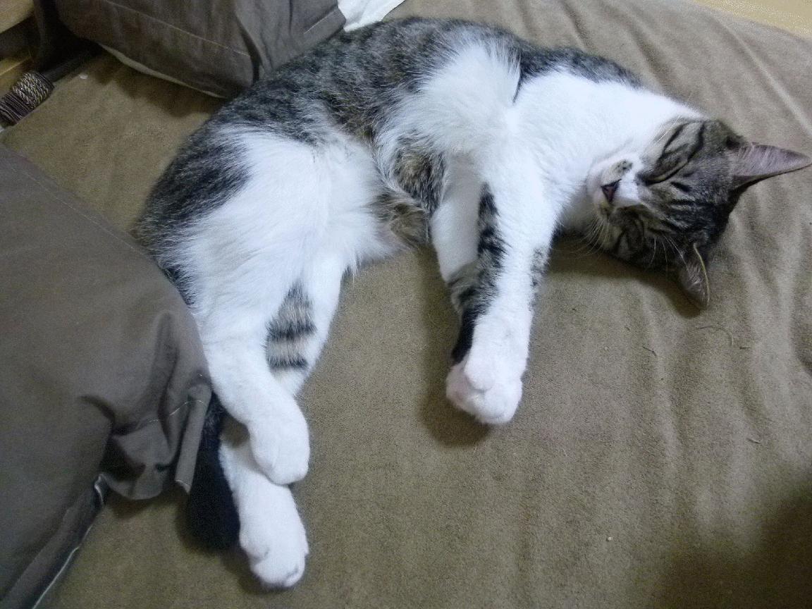 从利物浦淘汰日本到基耶萨的攻防艺术,现代足球的战术唯一性密码